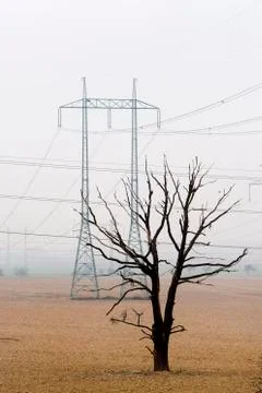 Single dead tree standing in empty field with electric columns in background. Foto stock