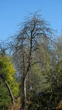 A single dead tree standing in an overgrown, abandoned garden among living .. 写真素材