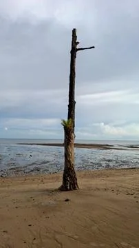 Single dead tree standing tall on a muddy sandy beach at low tide Stock Photos