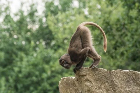 Single dear gelada monkey does a handstand Stock Photos