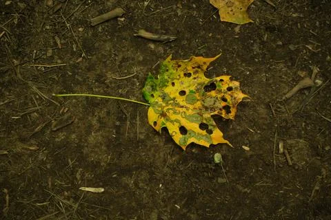 A single decaying yellow maple leaf Stock Photos