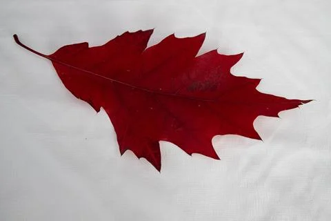 Single Deep Red Oak Leaf Isolated on White Cloth Foto stock