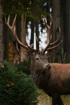 Single Deer with Antlers in a Forest Surrounded by Trees and Plants Foto stock