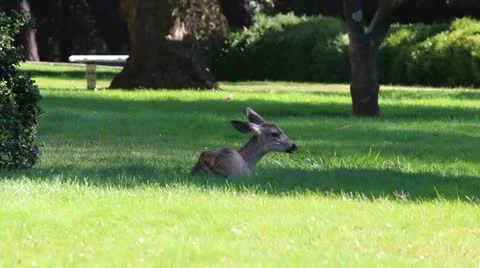 A Single Deer Chews On The Grass 스톡 동영상 11902248