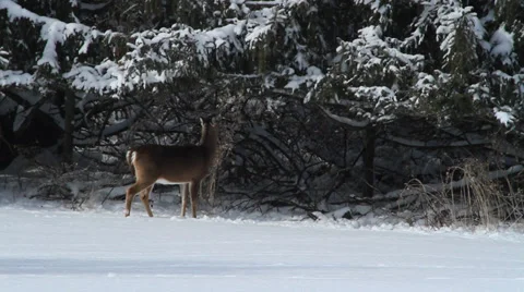 Single deer in woods in winter, eating tree branch Stock Footage 34929628