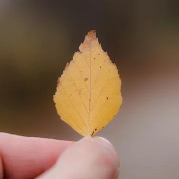 A single, delicate autumn leaf held gently between fingers.  The leaf is a .. Stock Photos
