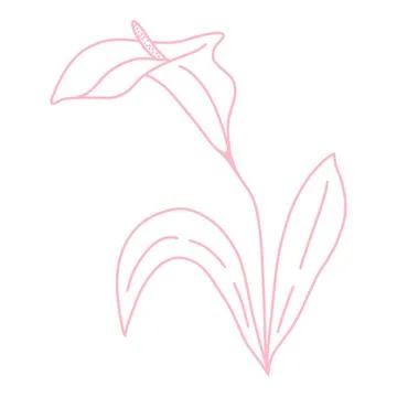 Single delicate beautiful calla flower line art, vector illustration. Stock Illustration