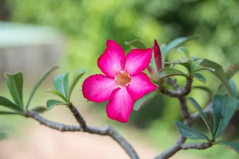 Single desert rose Stock Photos