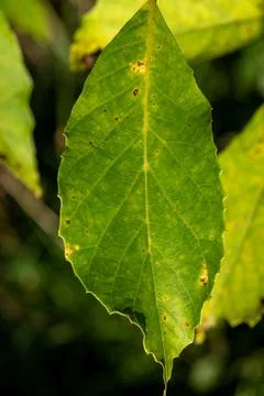 Single detailed green leaf displaying early yellow spots Stock Photos