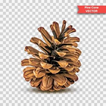 Single detailed pine cone isolated on transparent background. Object Decor fo Stock Illustration
