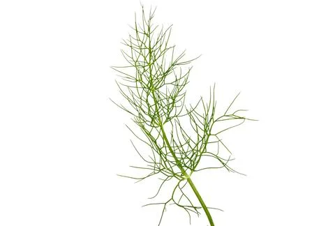 Single Dill Sprig on White Background Stock Photos
