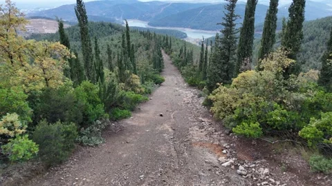 Single dirty road inside forest Video stock 295434146