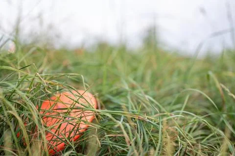 Single disc lost in the weeds during a round of golf. Stock Photos