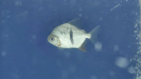 Single disk tetra fish swimming in water tank with bubbler, close up Stock Footage 128423373