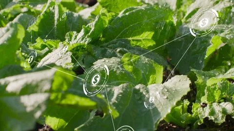 Single dollar icon appearing, starting animated network spreading over leaf bed, 動画素材 334242471