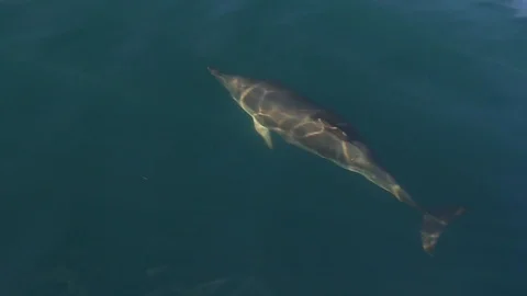 Single dolphin leaps Stockbeeldmateriaal 108835279