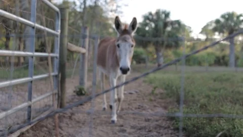 Single Donkey Light Colored Farm Animals and Livestock Stock Footage 74280712