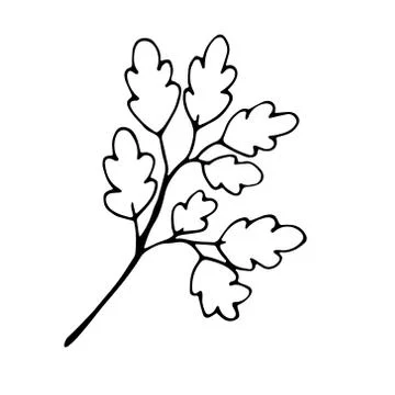 Single doodle leaf isolated on white 스톡 일러스트