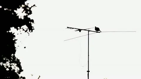 A Single Dove on Antennae Cleaning Self Stock Footage 11290837