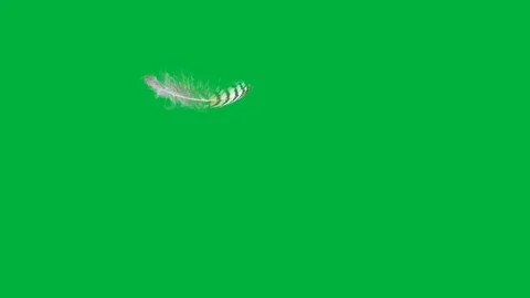 Single downy feather falling and landing; 4k; slow motion; chromakey 動画素材 100425478