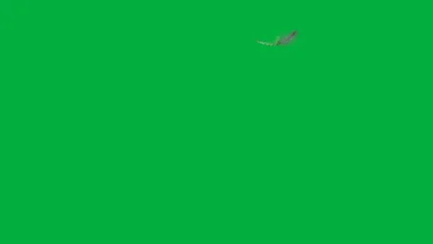 Single downy feather floating and landing; six versions; slow motion; chromakey Stock Footage 100212143