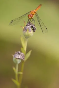 Single dragonfly on a dead flower head Stock Photos