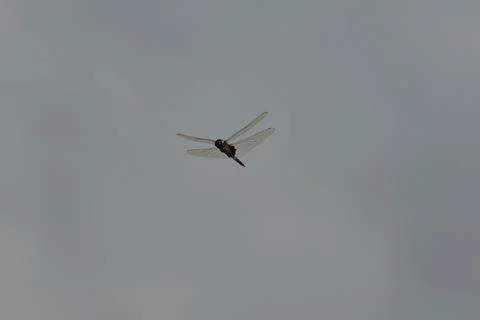 Single dragonfly flying, cloudy sky Stock Photos