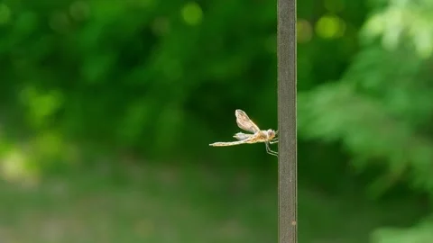 A single dragonfly is resting on a vertical metal post. Stock Footage 145266979
