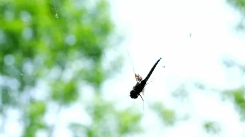 A single dragonfly is struggling to free itself from a spider cobweb. Stock Footage 145269820