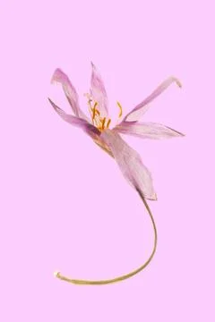 Single dried Autumn Crocus Stock Photos