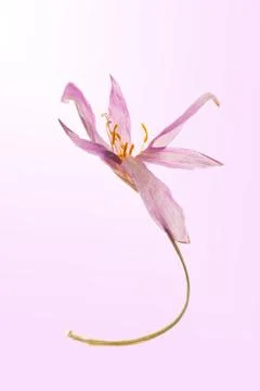 Single dried Autumn Crocus Stock Photos
