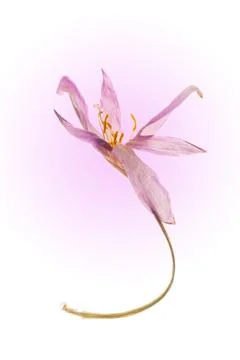 Single dried Autumn Crocus Stock Photos
