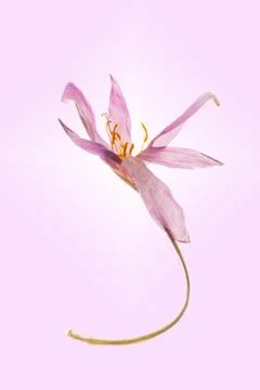 Single dried Autumn Crocus Stock Photos