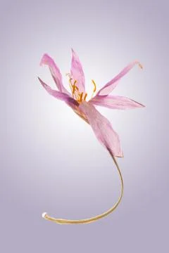 Single dried Autumn Crocus Foto stock