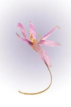 Single dried Autumn Crocus Stock Photos