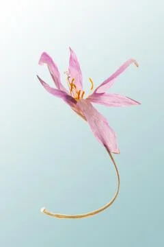 Single dried Autumn Crocus Stock Photos