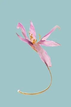 Single dried Autumn Crocus Stock Photos