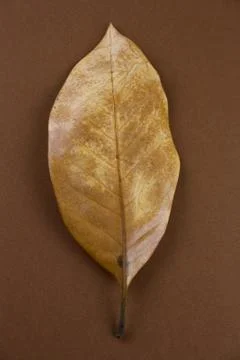 Single dried brown leaf on a brown background Stock Photos