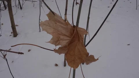 A single dried brown maple leaf caught between thin tree branches in a snowy 動画素材 334329997