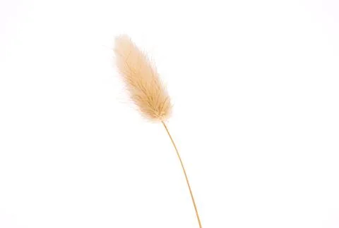 Single dried bunny tail grass on white background Stock Photos