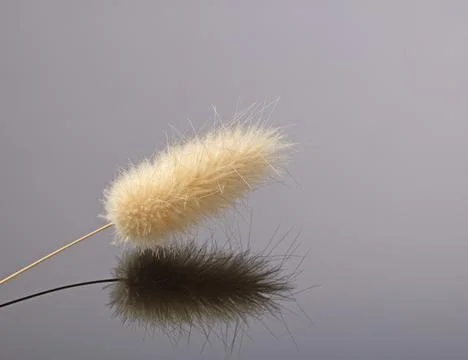 A single dried flower of a tail grass plant is beautifully reflected in a b.. Stock Photos