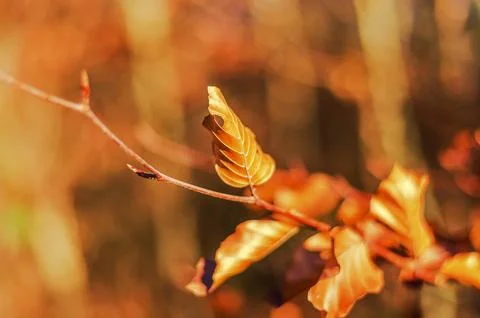 A single, dried, golden-colored leaf curls on a thin branch, set against a .. Stock Photos