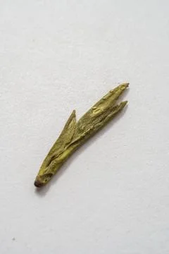 A Single Dried Green Tea Leaf beautifully displayed on a pristine White Stock Photos