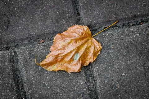 Single dried leaf rests on dark paved surface Stock Photos