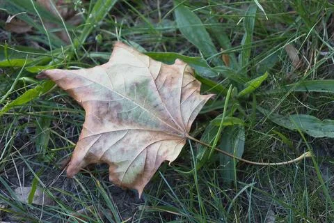 A single dried maple leaf resting on green grass during the transition into.. Stock-Fotos
