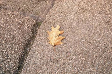 A single dried oak leaf rests on a textured concrete sidewalk in autumn Stock Photos