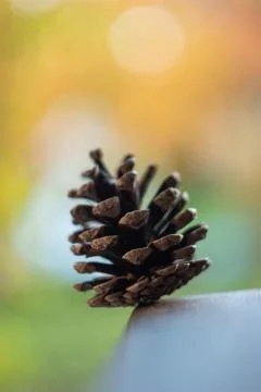 Single dried pine cone front view isolated against colorful background with s Stock Photos