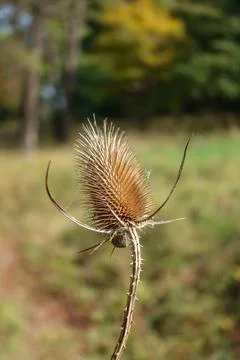 Single Dried Thistle Stock Photos
