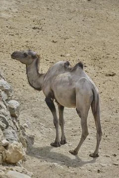 Single dromedary camel walking across arid safari landscape Stock Photos