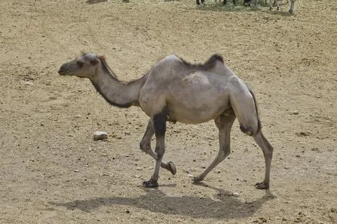 Single dromedary camel walking across arid safari landscape Stock Photos